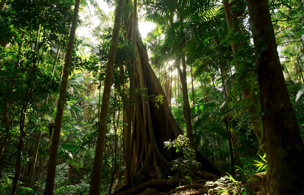 Hero_National Parks Tweed National Park: Dense forest, pure beauty. Visit now!