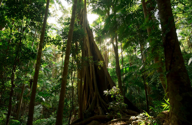 Tweed National Park: Dense forest, pure beauty. Visit now!