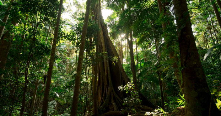 Tweed National Park: Dense forest, pure beauty. Visit now!