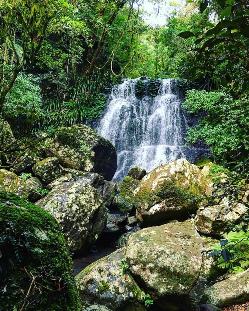 selva falls flowing at brindle creek walking track