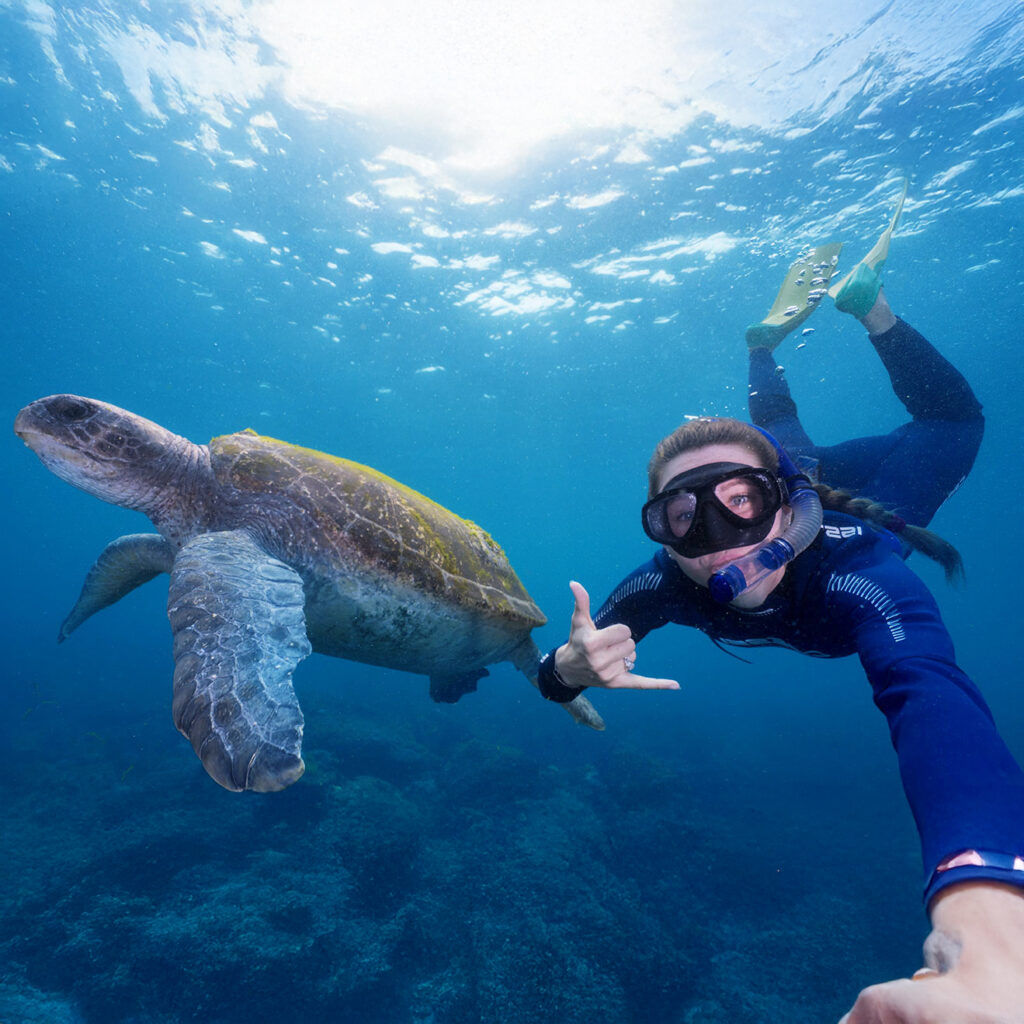 Snorkelling with a turtle in The Tweed