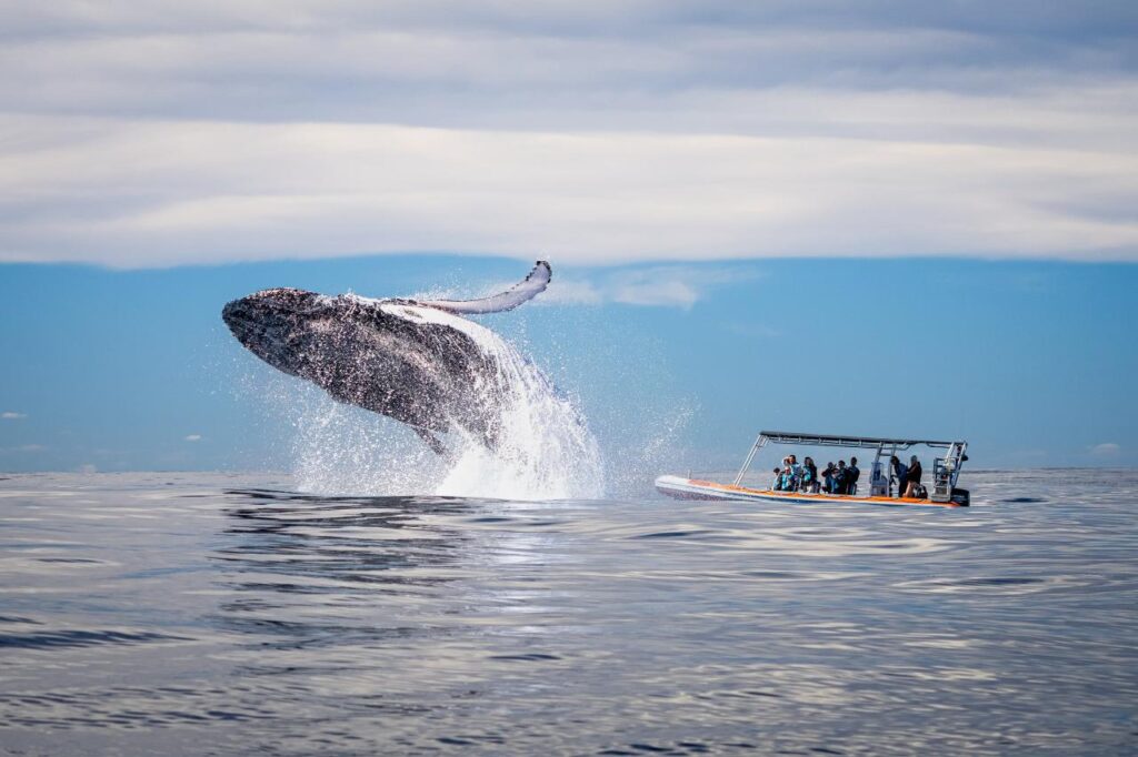 whale watching cruise in The Tweed over winter