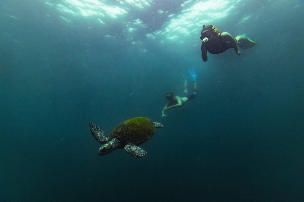 couple on eco friendly outdoor activity in The Tweed, snorkelling at cook island nature