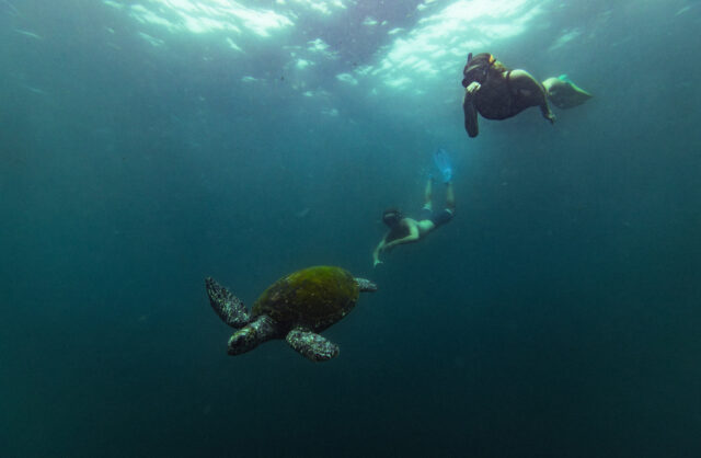couple on eco friendly outdoor activity in The Tweed, snorkelling at cook island nature