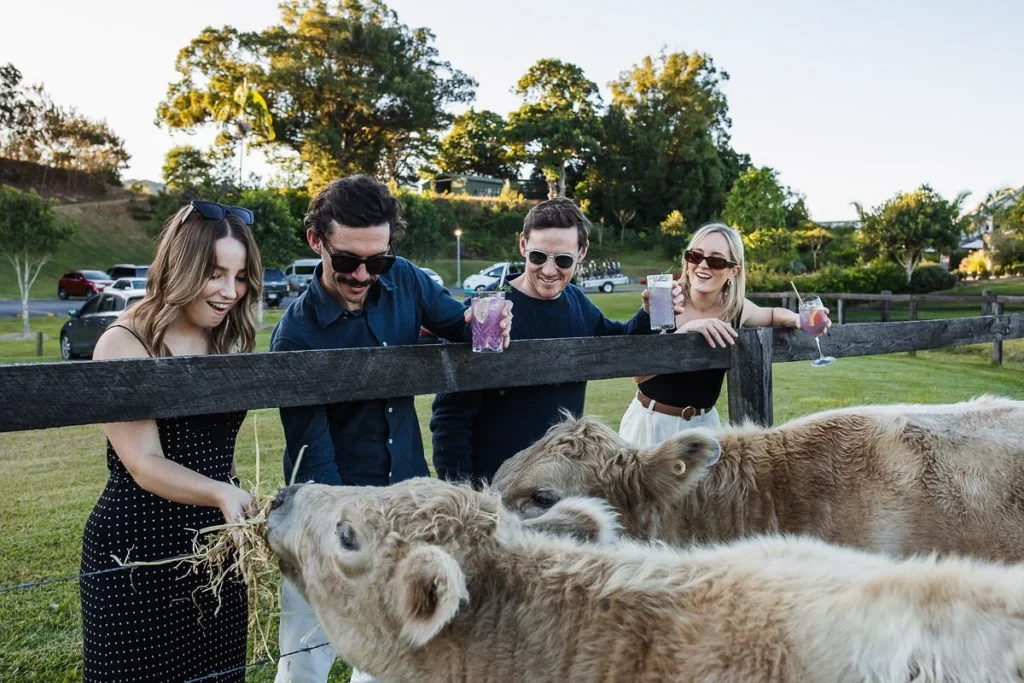 corporate group feeds cows at husk farm distillery