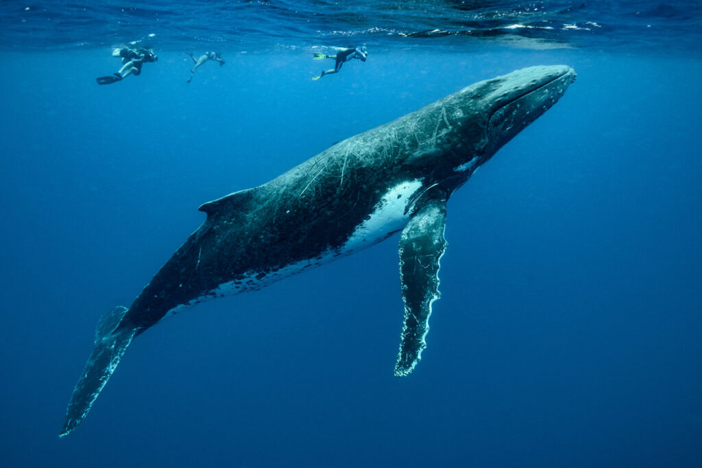 friends share experience of swimming with humpback whales on the tweed coast
